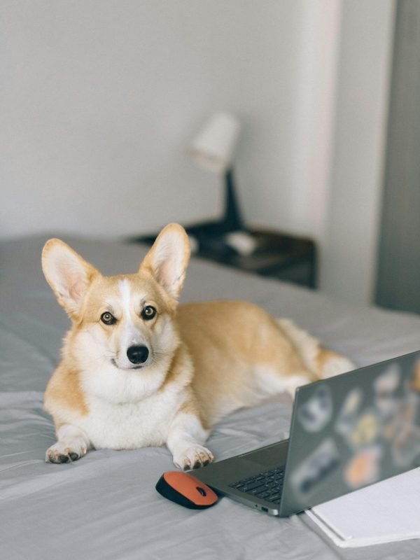 pexels-n-voitkevich-5122192